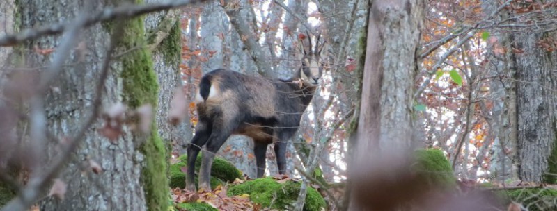 chamois2